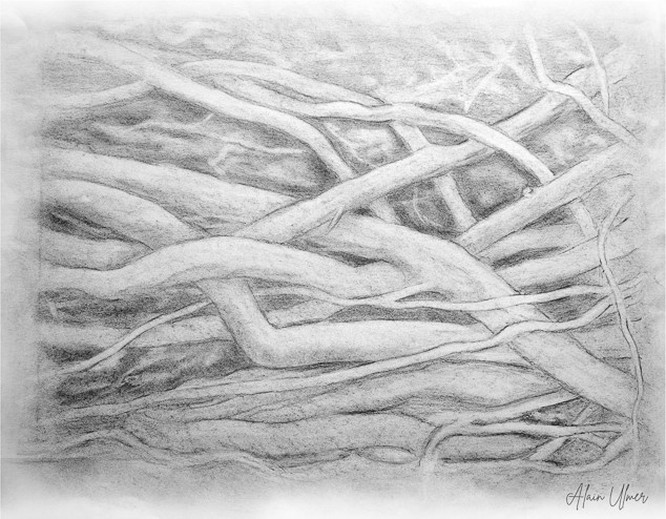 Branches