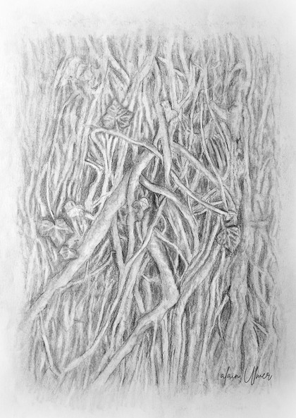 Branches