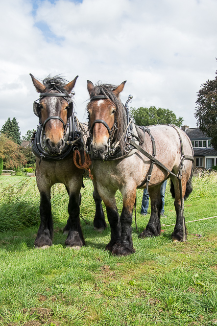 Paardenkracht, horsepower