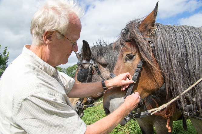 Paardenkracht, horsepower