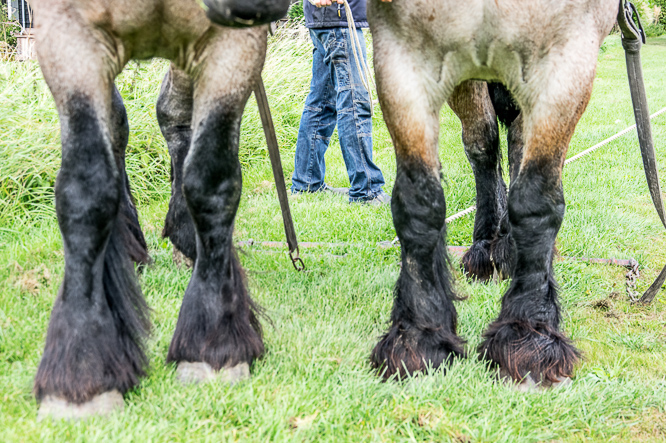 Paardenkracht, horsepower