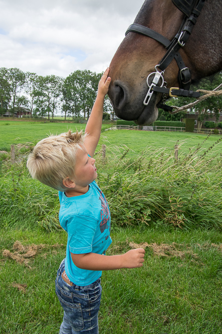 Paardenkracht, horsepower