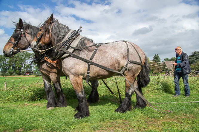 Paardenkracht, horsepower