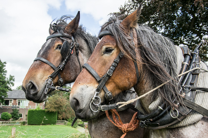 Paardenkracht, horsepower