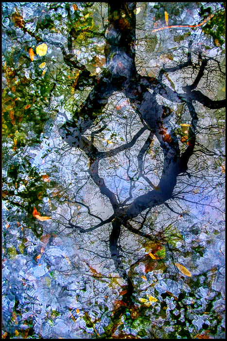 Reflections in the water