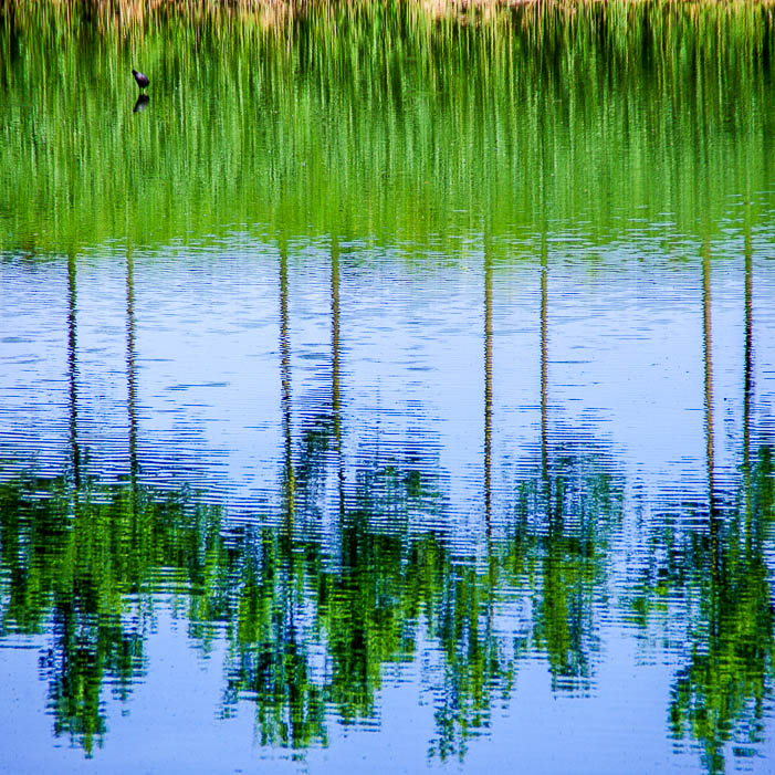 Reflections in the water