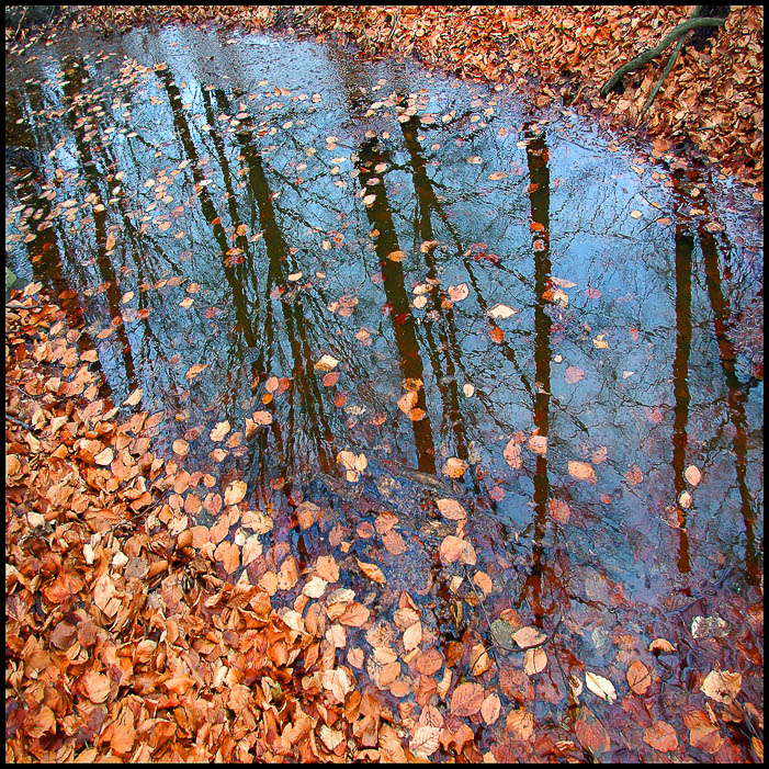 Reflections in the water