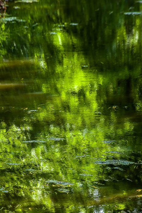 Reflections in the water