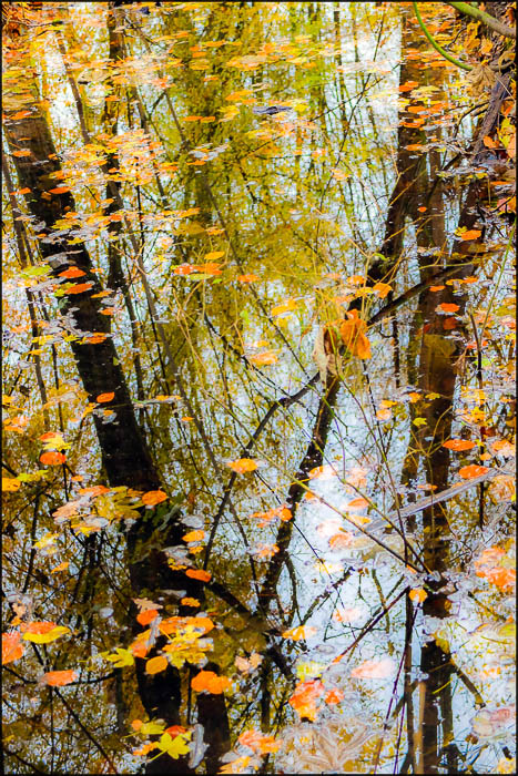 Reflections in the water