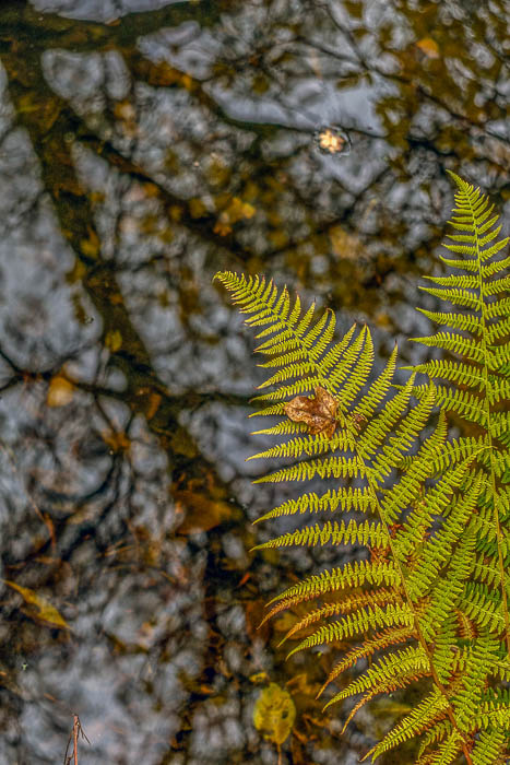 Reflections in the water