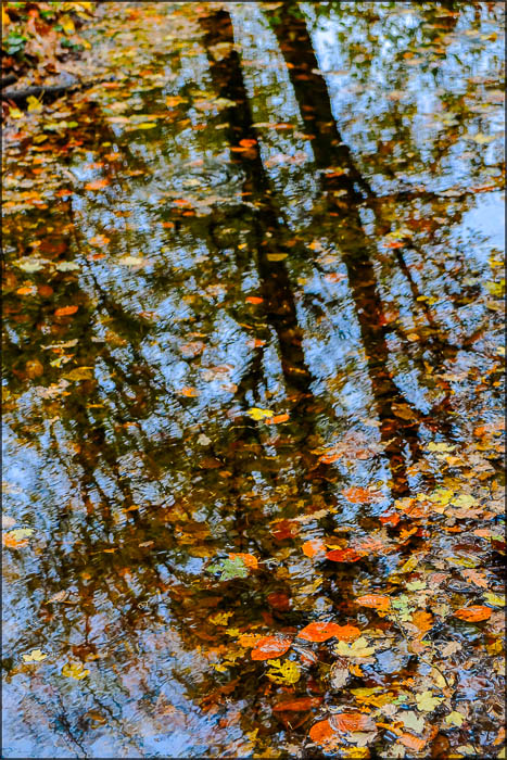 Reflections in the water