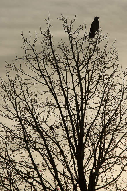 Bomen, trees