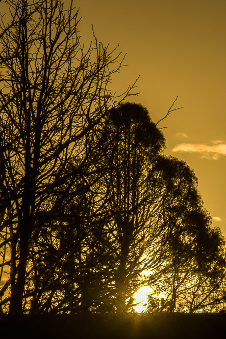 Bomen, trees