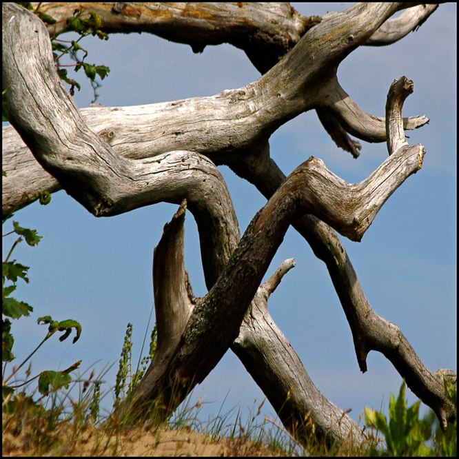 Bomen, trees