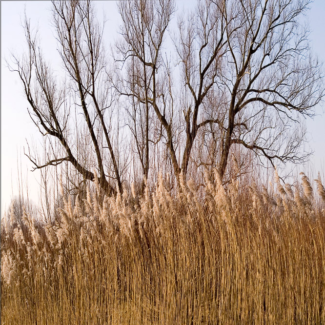 Bomen, trees