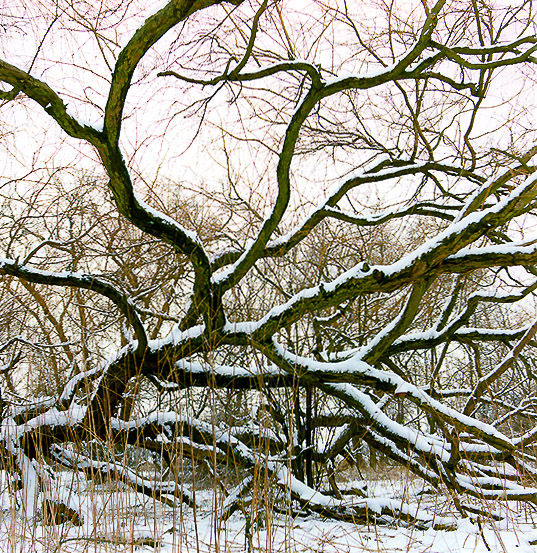 Bomen, trees