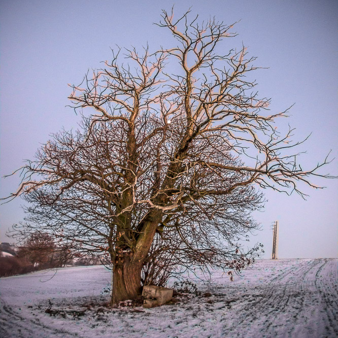 Bomen, trees