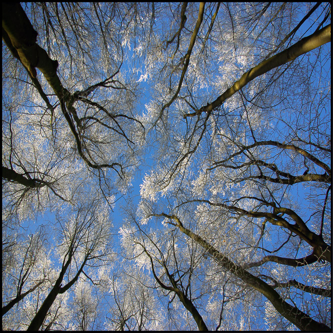 Bomen, trees