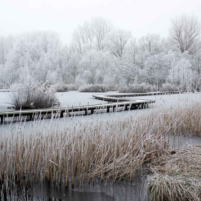 Kralingse bos