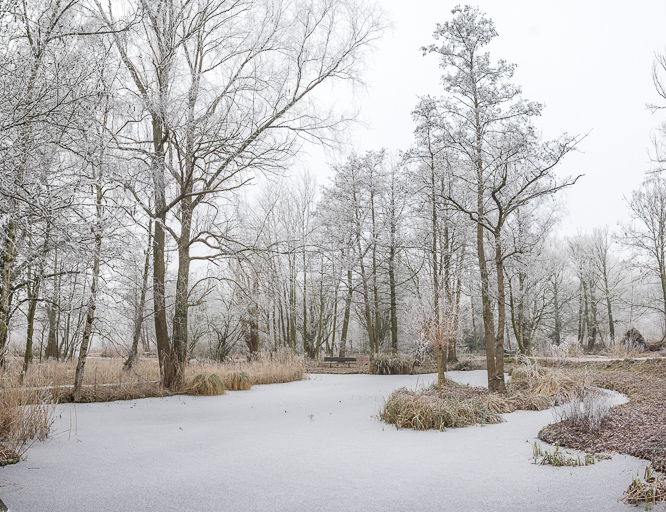 Kralingse bos