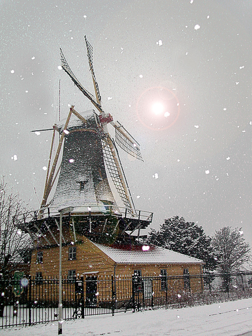 Kralingse bos