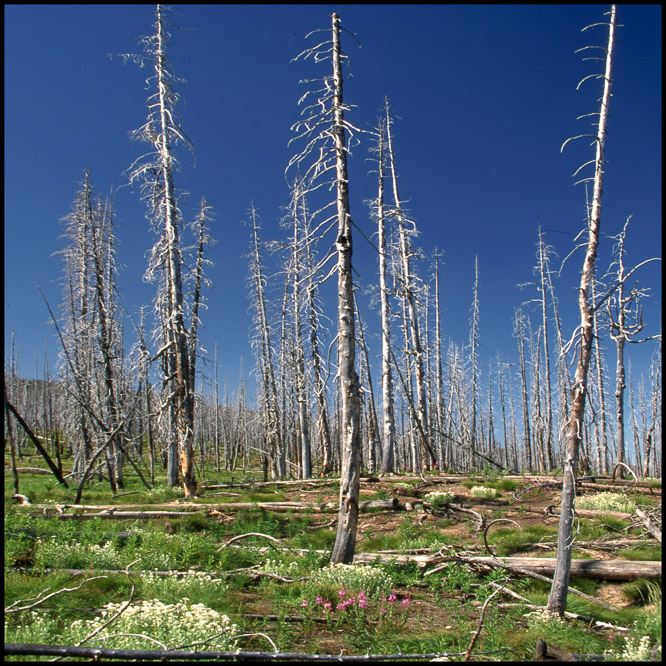 Yellowstone parc